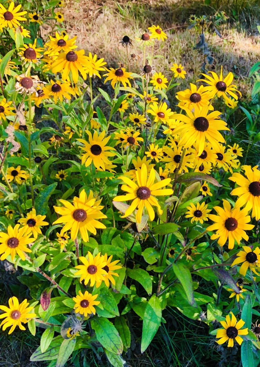 IMG_2541.jpg?type=w966