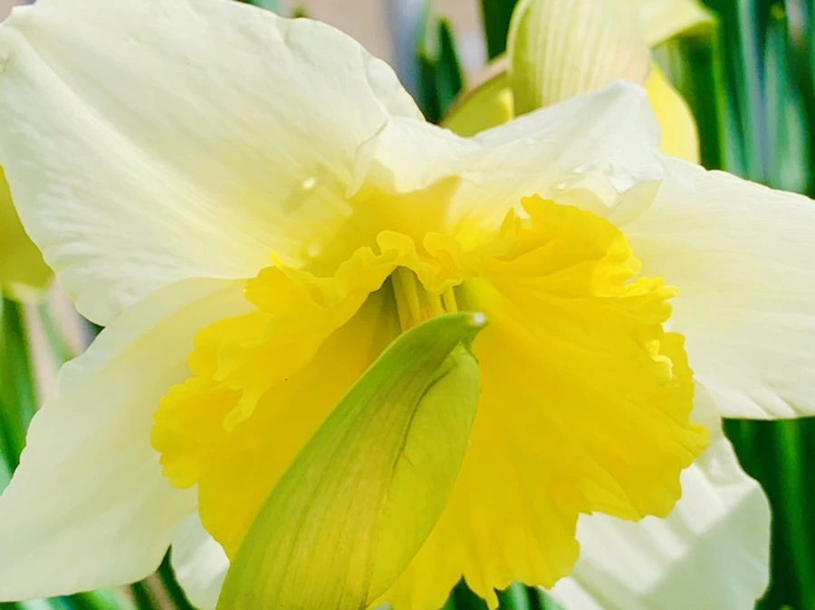 IMG_4169.jpg?type=w966