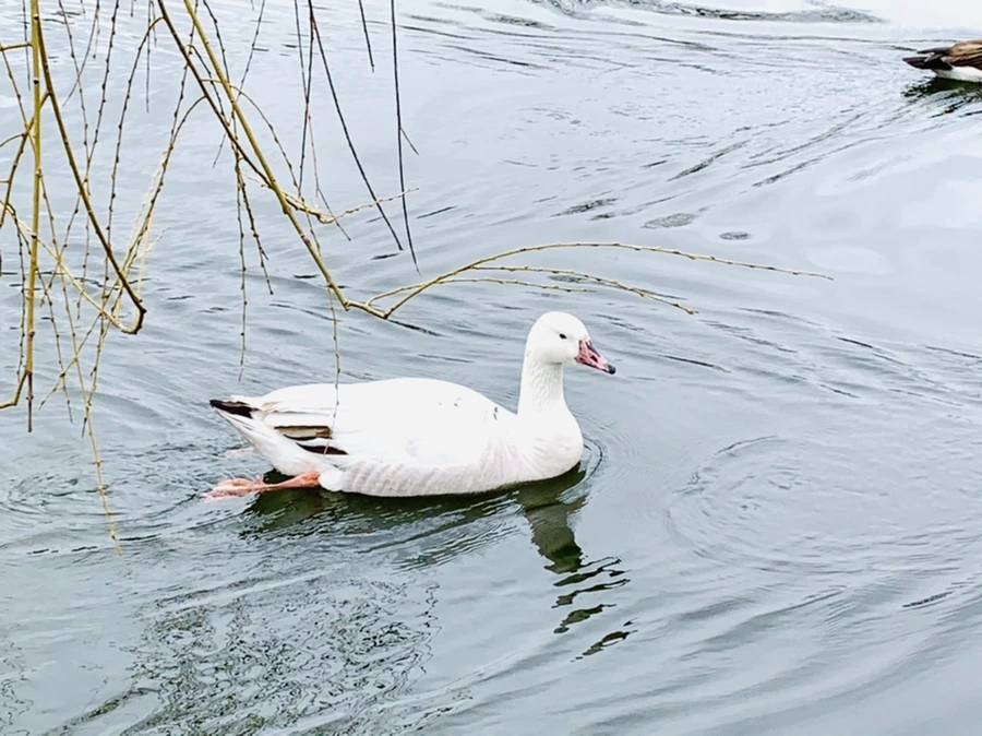 IMG_1641.jpg?type=w966