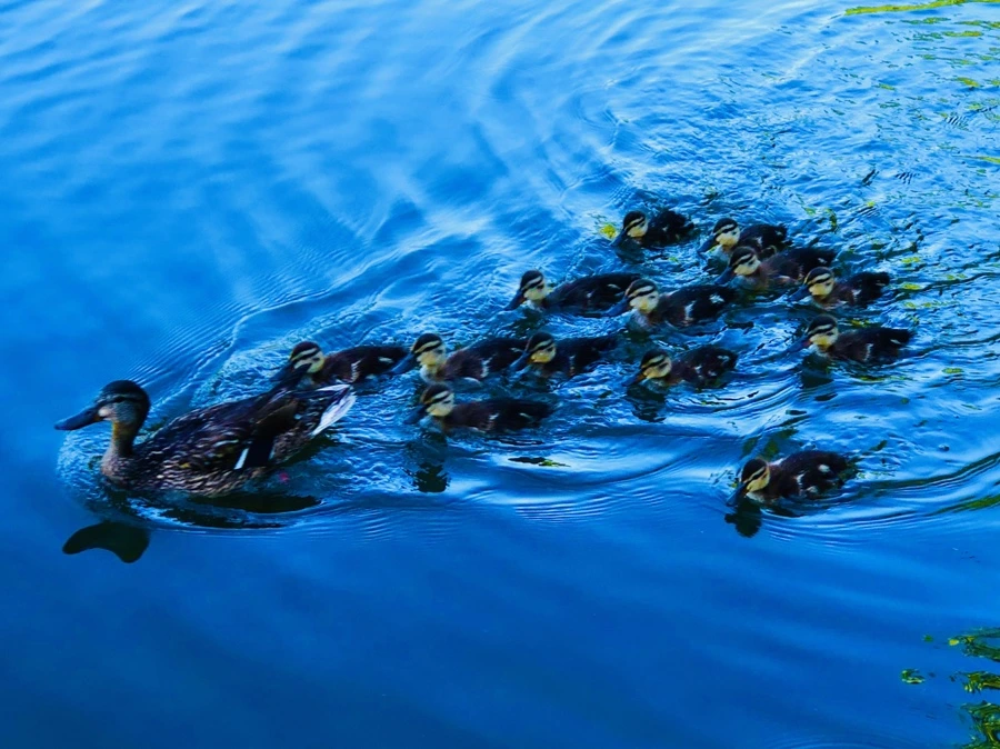 IMG_2675.jpg?type=w966