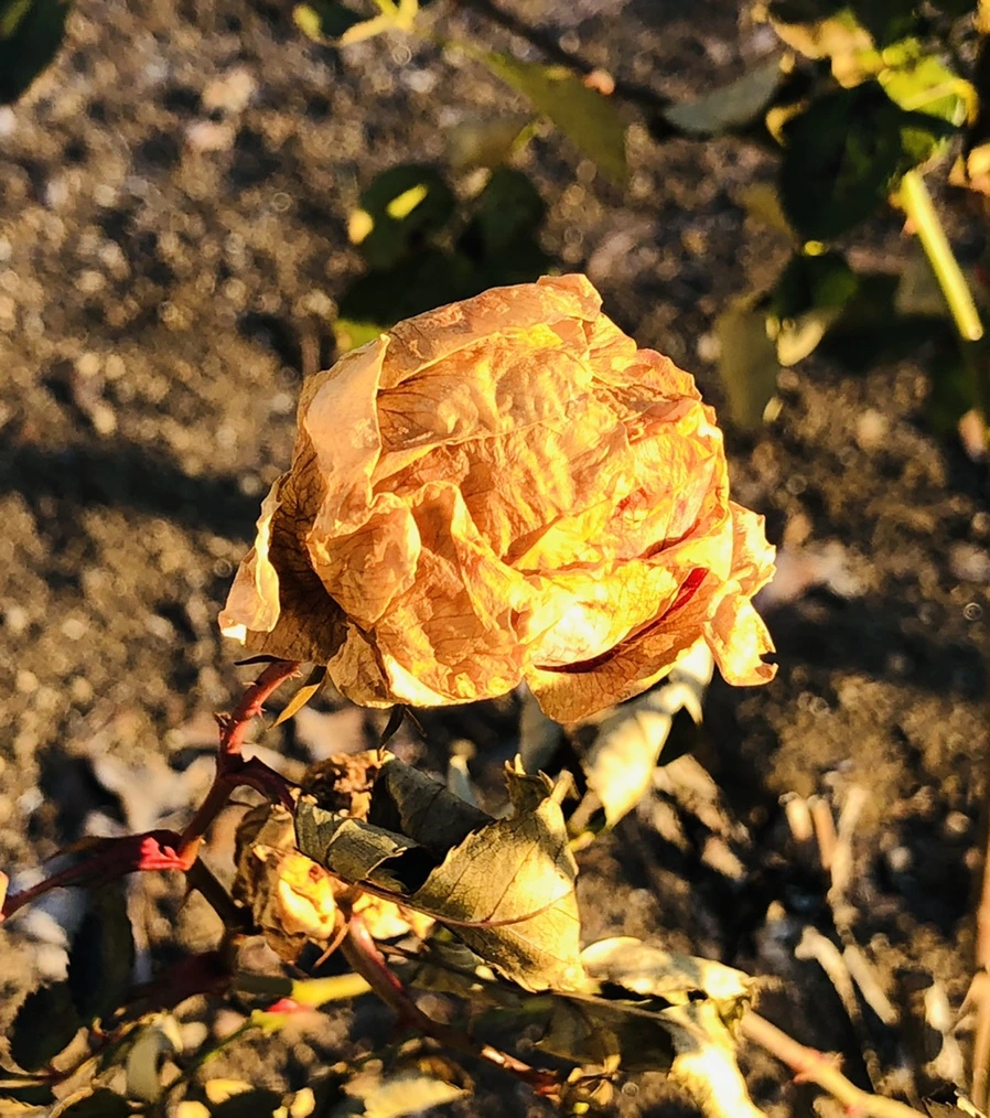 IMG_2206.jpg?type=w966