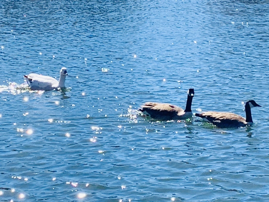 IMG_7615.jpg?type=w966