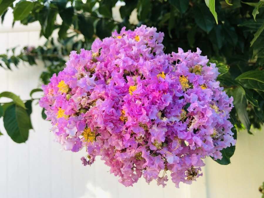 IMG_4700.jpg?type=w966