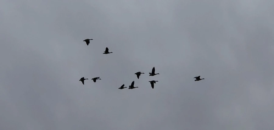 IMG_8214.jpg?type=w966