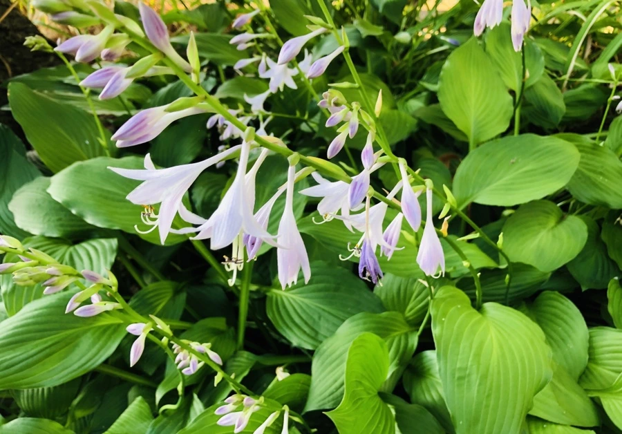 IMG_1860.jpg?type=w966