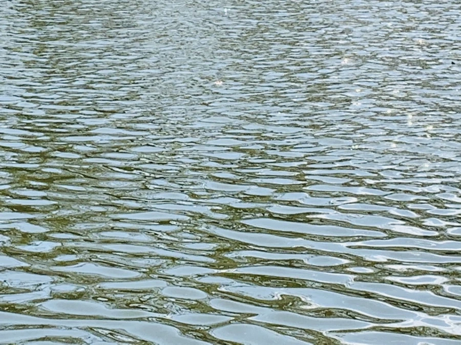 IMG_4485.jpg?type=w966