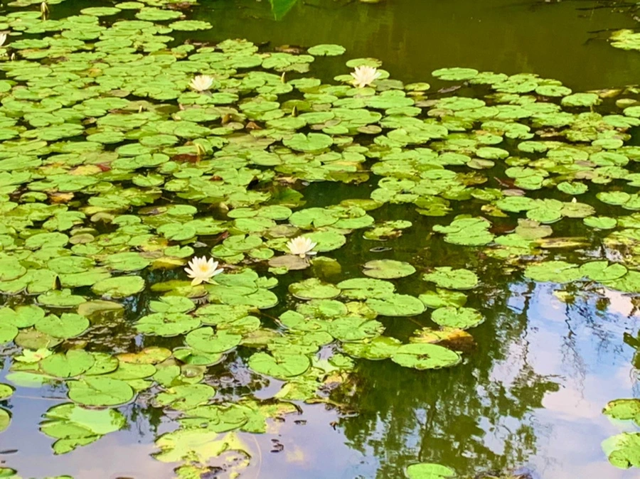 IMG_5857.jpg?type=w966