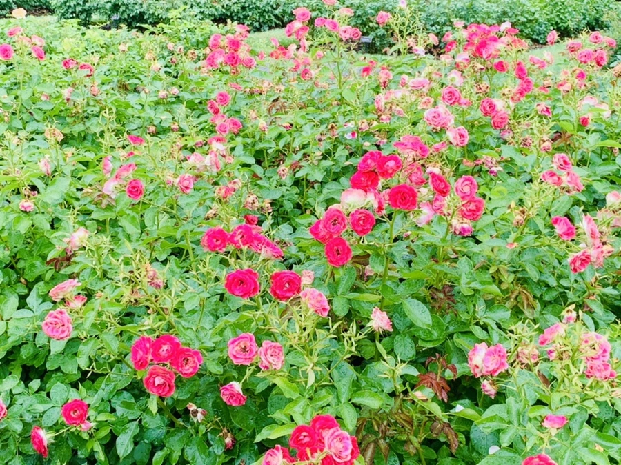 IMG_9578.jpg?type=w966