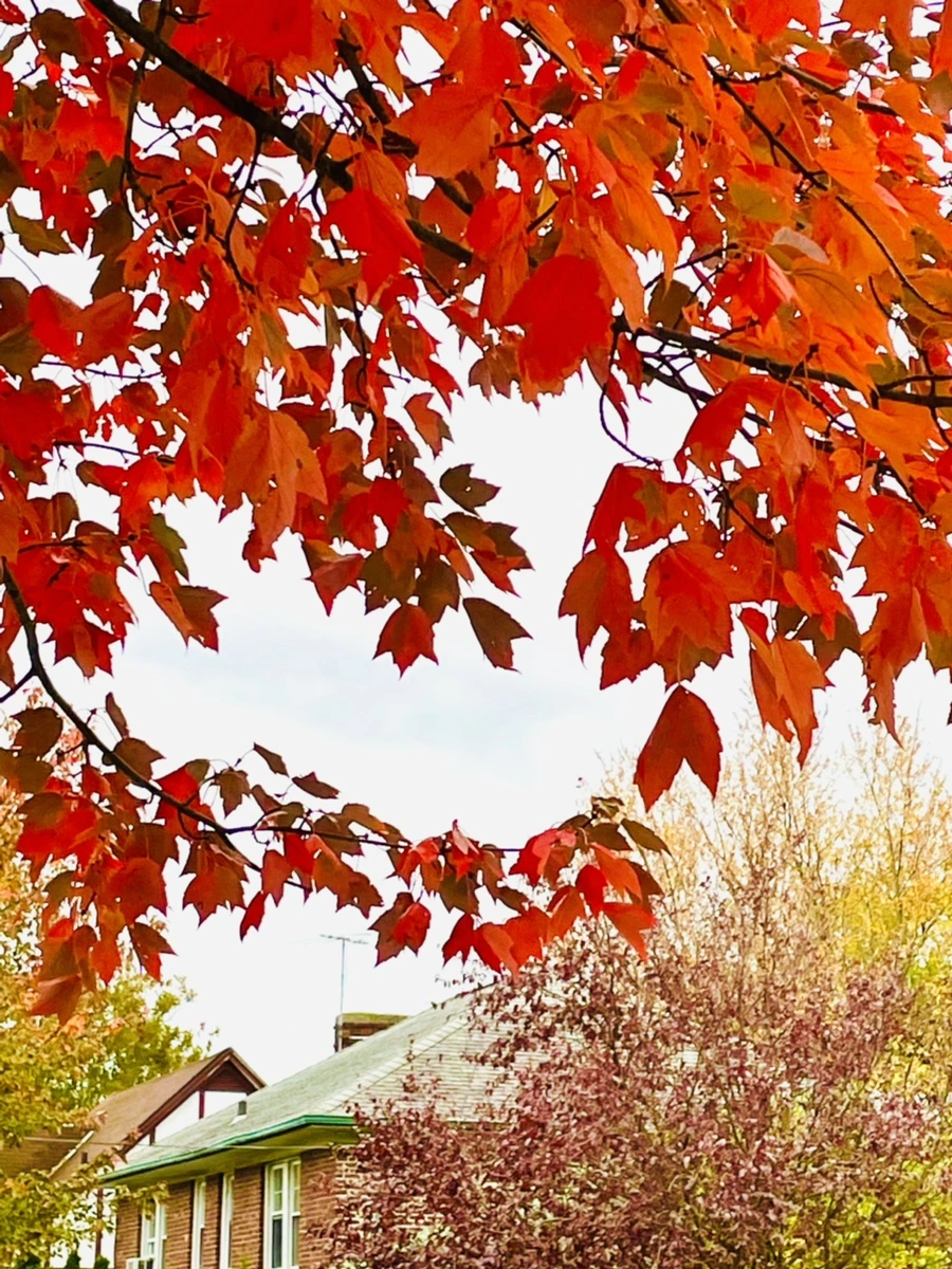 IMG_2455.jpg?type=w966