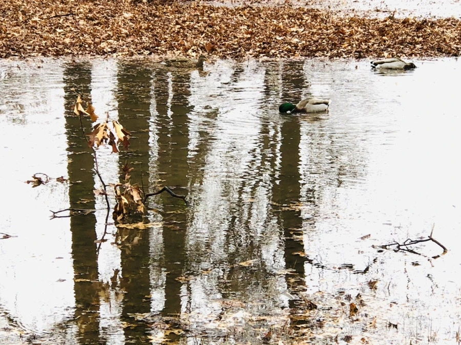 IMG_3383.jpg?type=w966