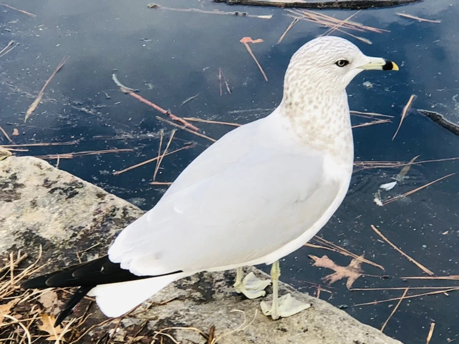 IMG_0022.jpg?type=w966