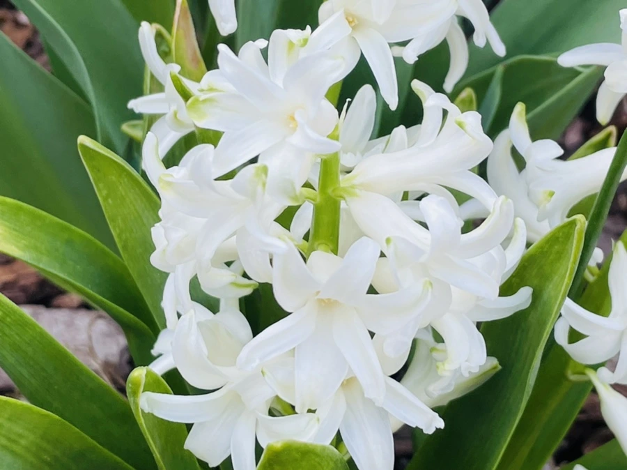 IMG_0523.jpg?type=w966