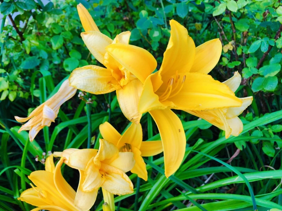 IMG_2391.jpg?type=w966