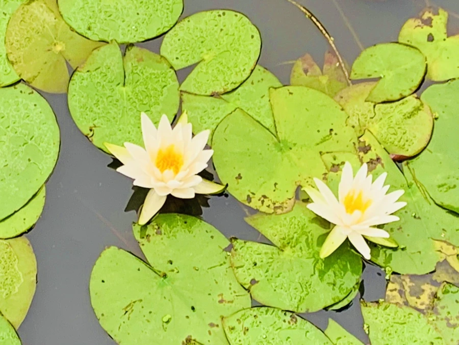 IMG_4605.jpg?type=w966