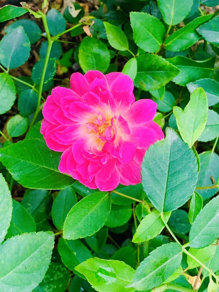 IMG_2679.jpg?type=w966