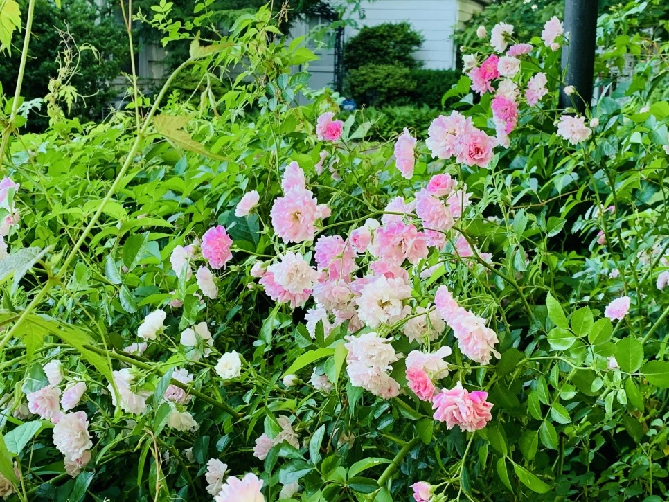 IMG_2985.jpg?type=w966