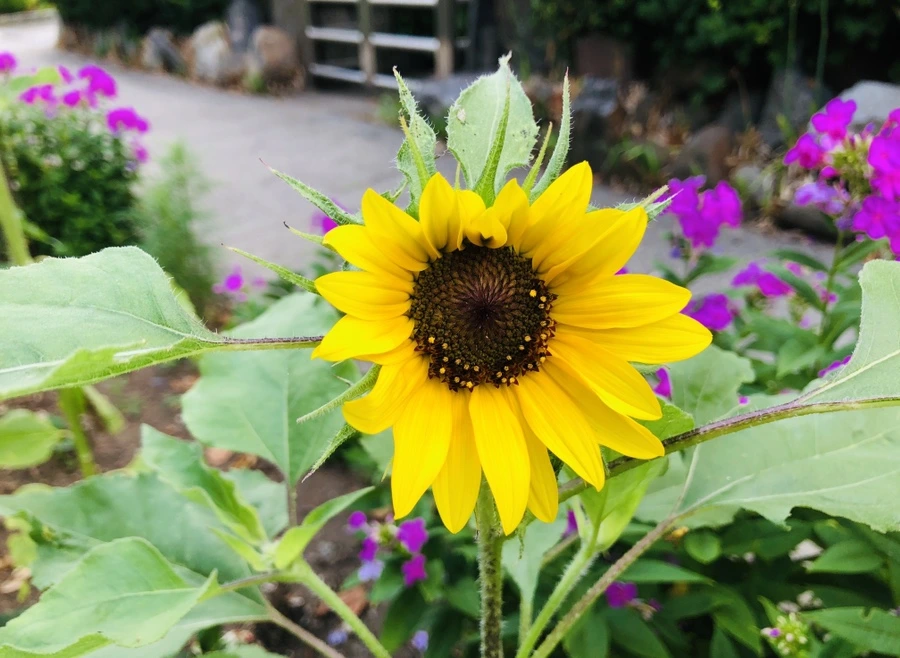 IMG_1732.jpg?type=w966