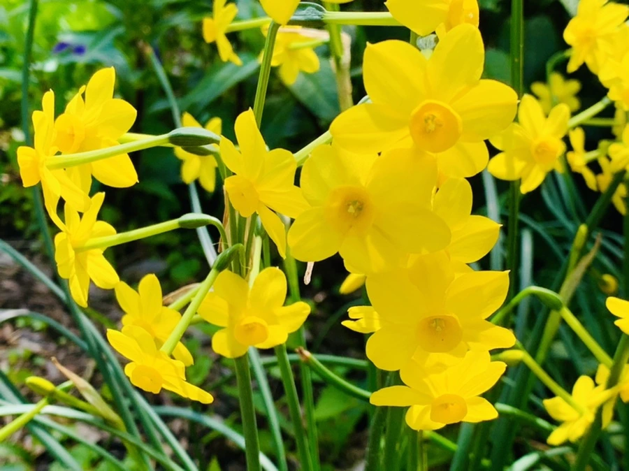 IMG_1207.jpg?type=w966