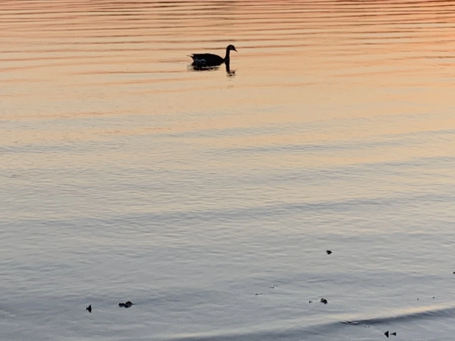 IMG_0098.jpg?type=w966