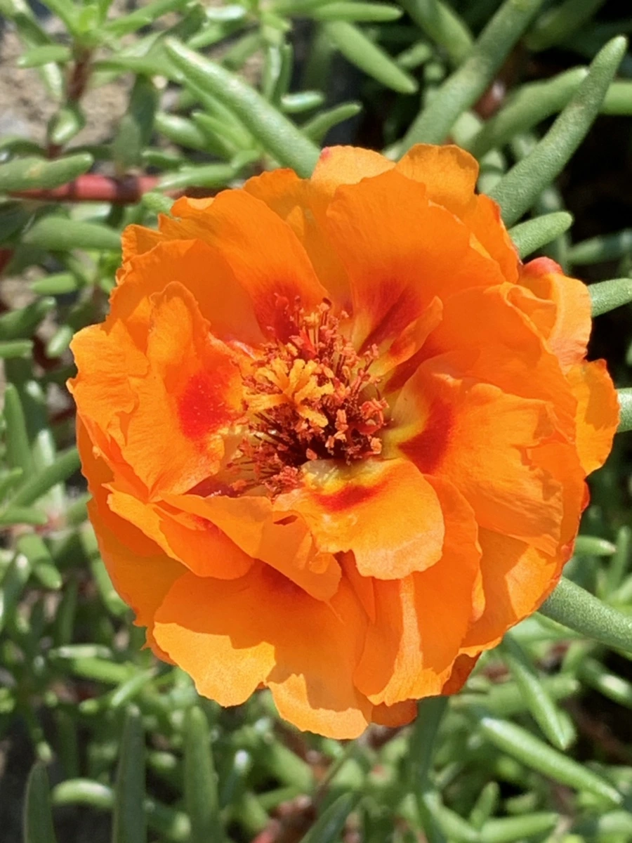 IMG_8384.jpg?type=w966