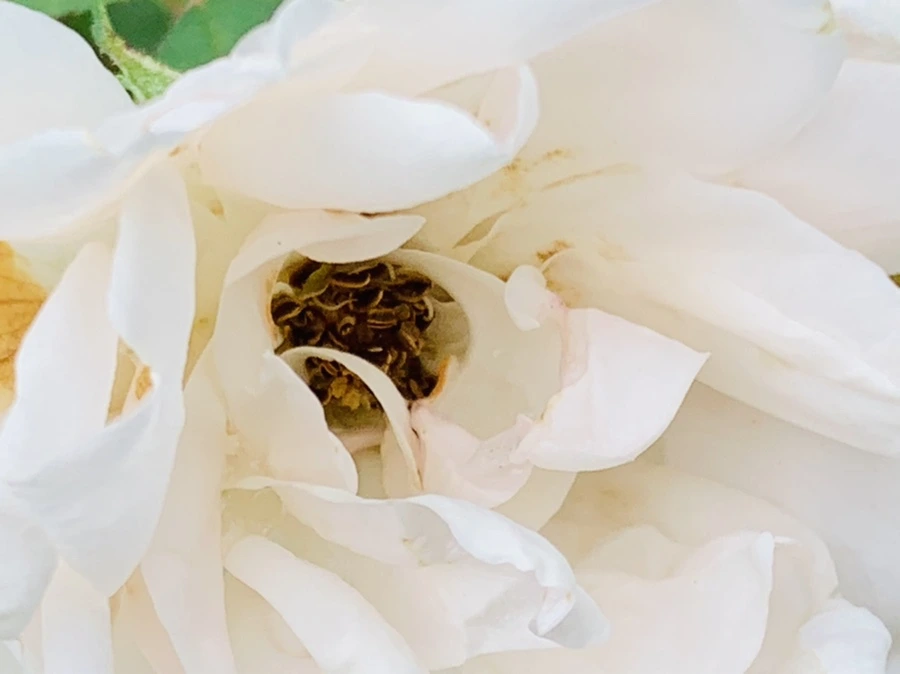 IMG_6940.jpg?type=w966