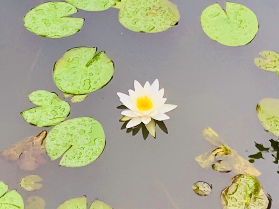 IMG_8352.jpg?type=w966