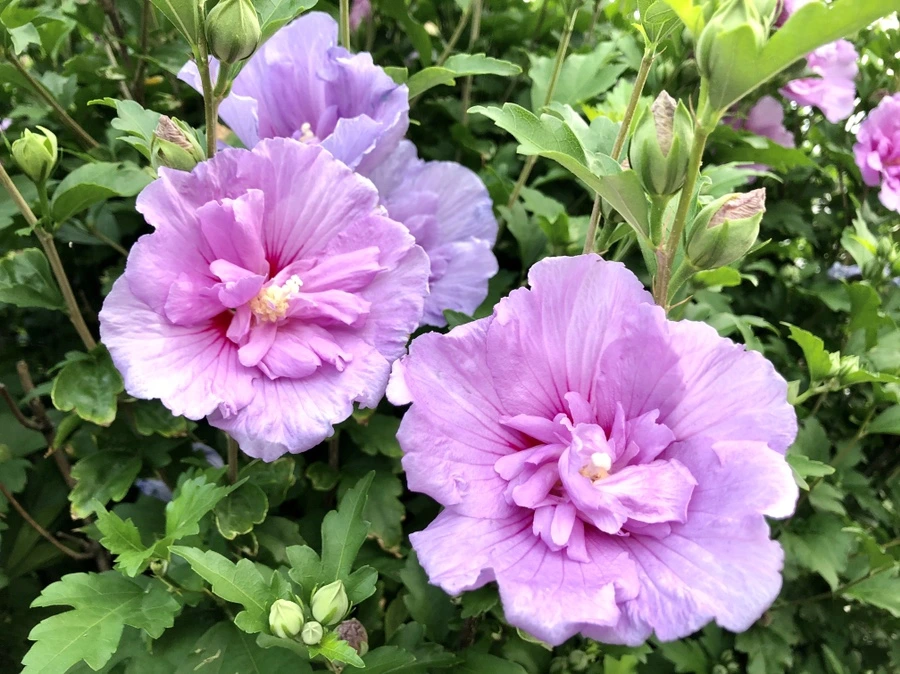 IMG_1597.jpg?type=w966