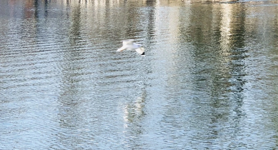 IMG_4181.jpg?type=w966