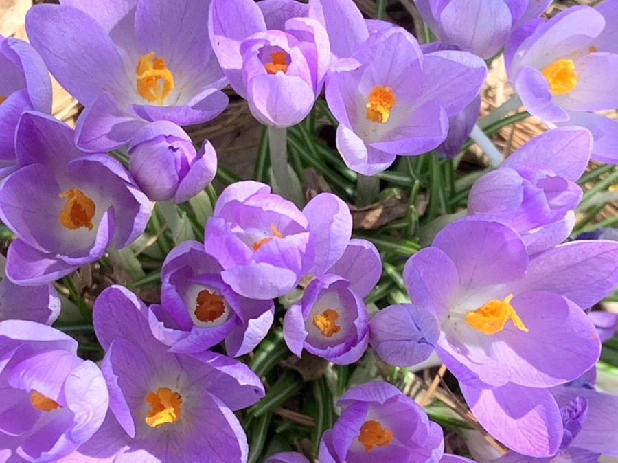 IMG_1291.jpg?type=w966