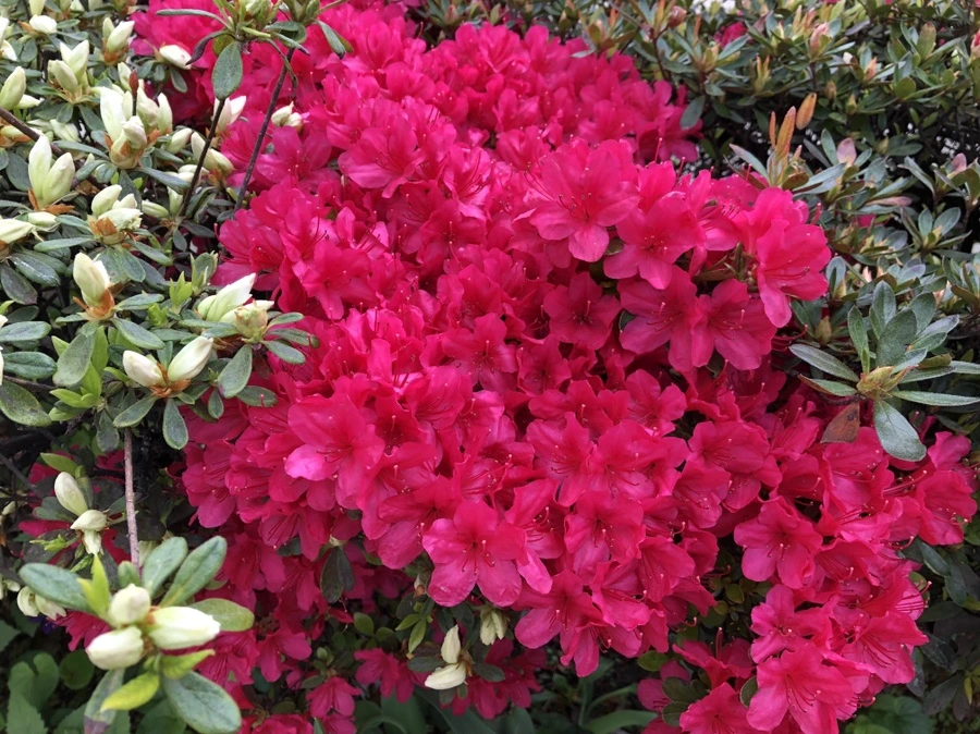 IMG_4035.jpg?type=w966