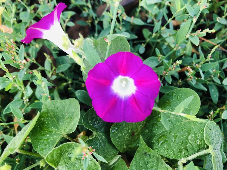 IMG_1021.jpg?type=w966