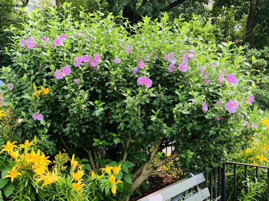 IMG_9900.jpg?type=w966