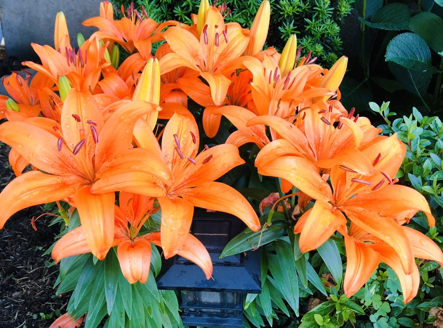 IMG_9059.jpg?type=w966