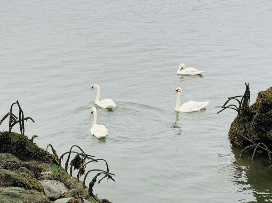 3EFQcyx_Yuk45Cp95EEwYrFYohE