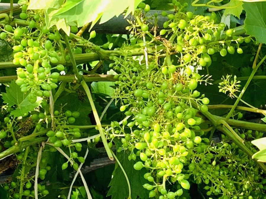 IMG_5556.jpg?type=w966