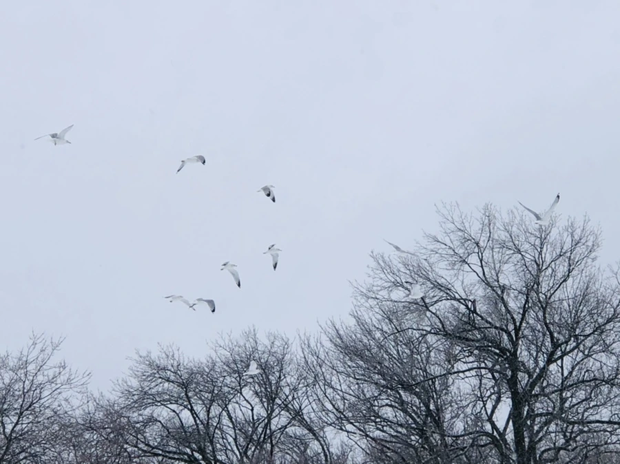 IMG_3678.jpg?type=w966