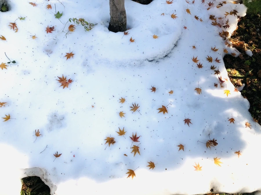 IMG_7756.jpg?type=w966