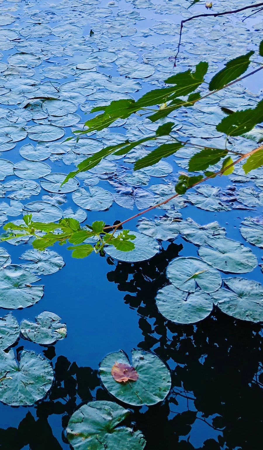 IMG_3788.jpg?type=w966