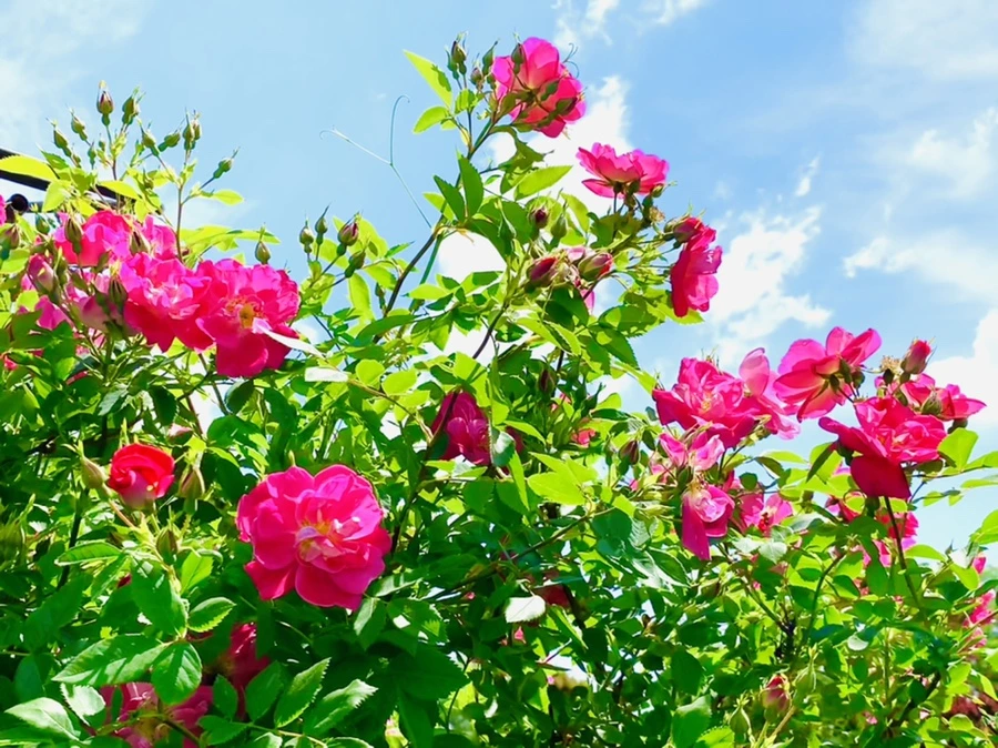 IMG_5866.jpg?type=w966