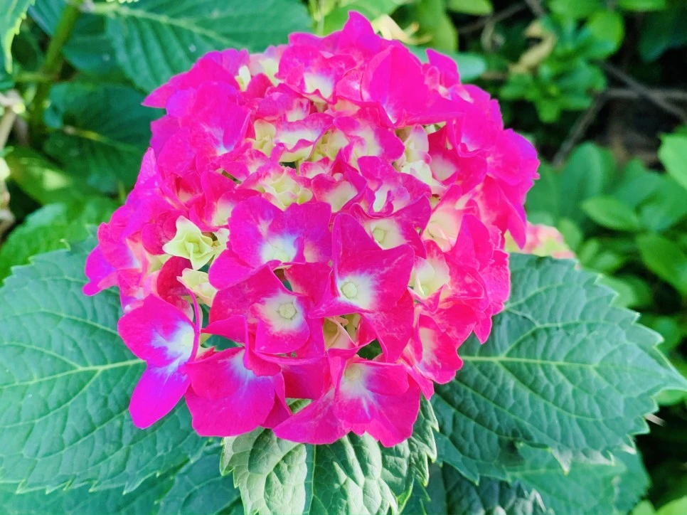 IMG_3004.jpg?type=w966