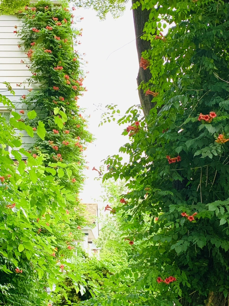 IMG_7446.jpg?type=w966