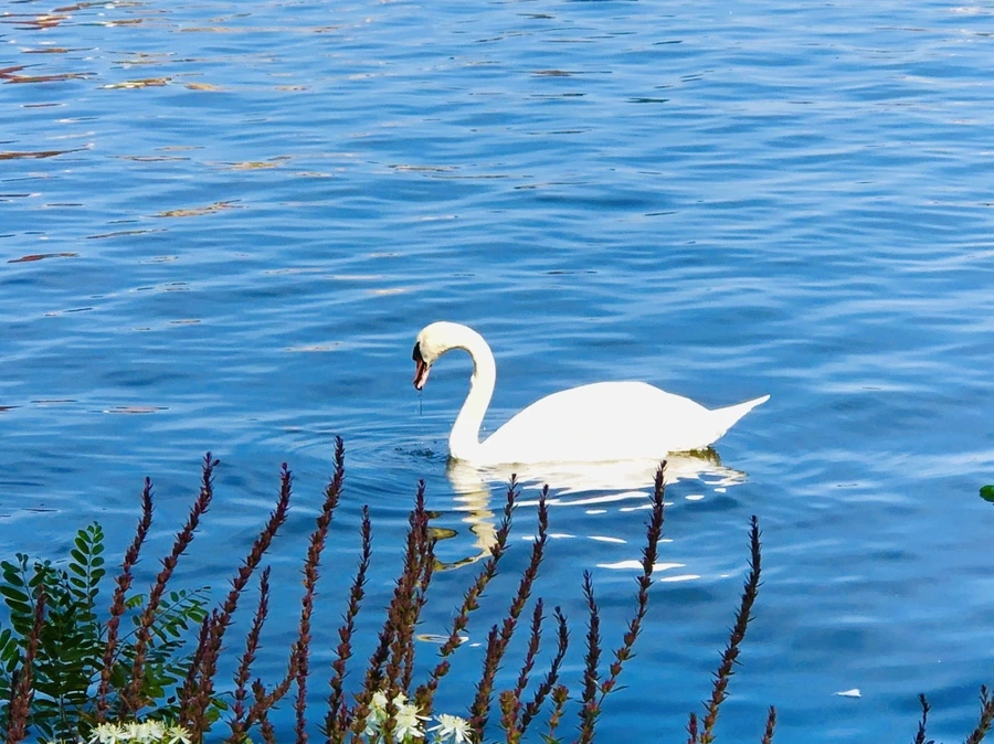 IMG_0927.jpg?type=w966