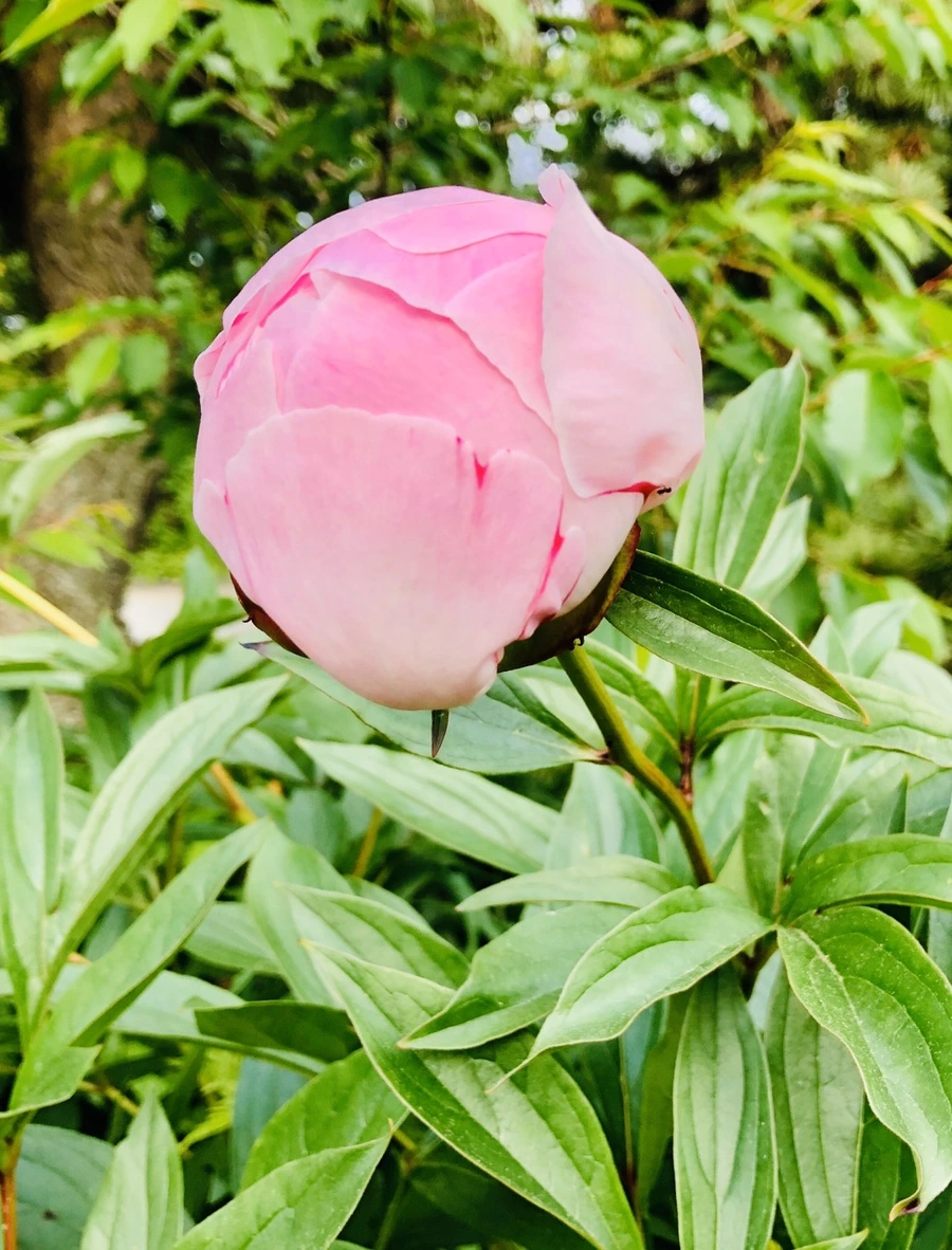 IMG_7822.jpg?type=w966