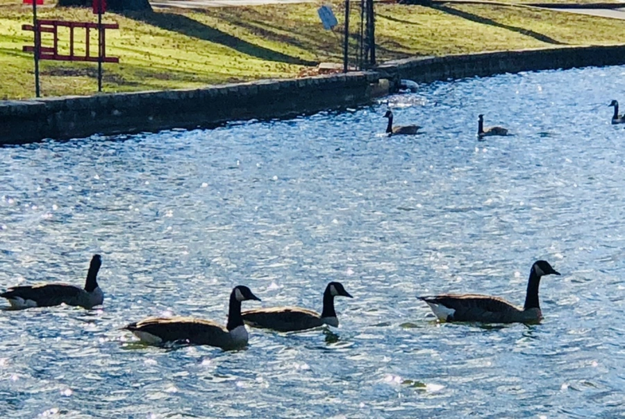 IMG_9203.jpg?type=w966