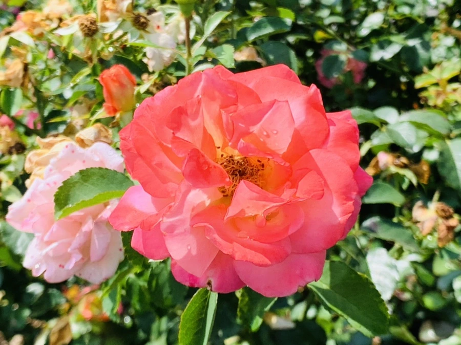 IMG_8486.jpg?type=w966