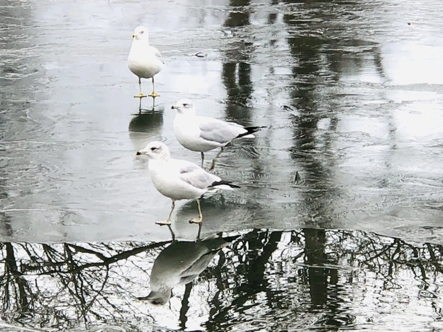 IMG_8953.jpg?type=w966