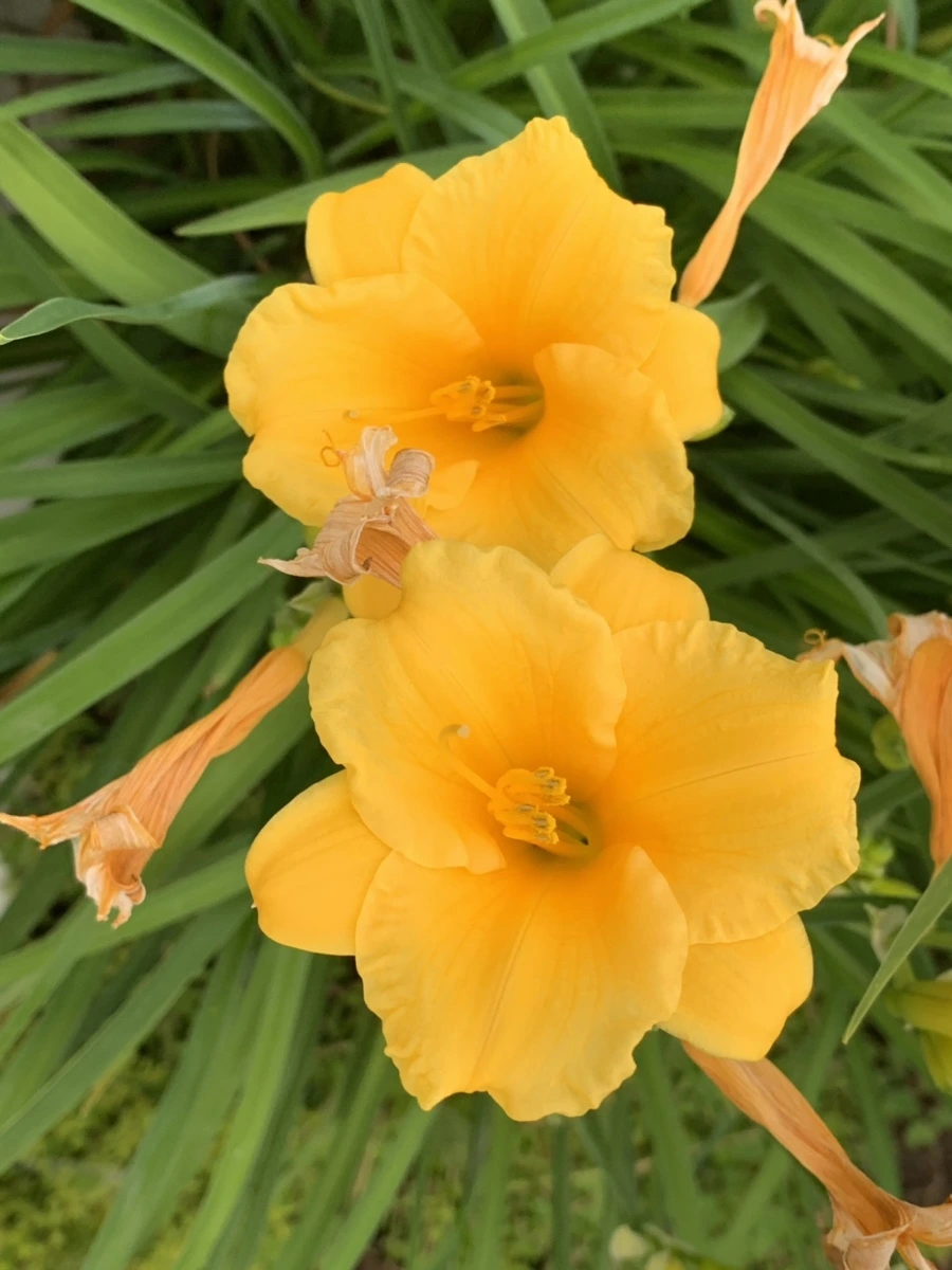 IMG_2241.jpg?type=w966