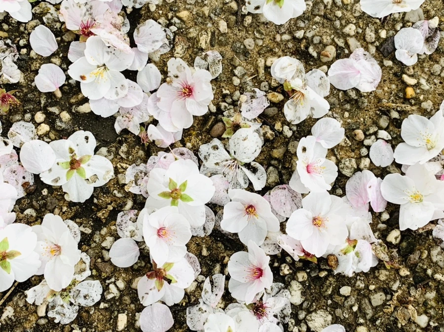 IMG_1320.jpg?type=w966