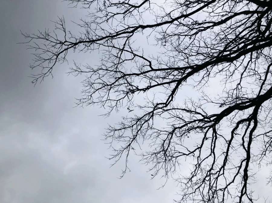 IMG_3451.jpg?type=w966