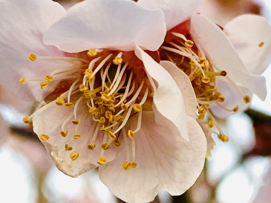 IMG_2831.jpg?type=w966